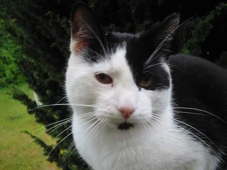 Blanding af racer Tor  - Et smukt ansigt  billede 2