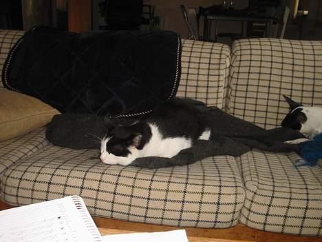 Blanding af racer Tor  - Helt flad billede 3