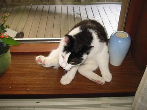 Blanding af racer Tor  - En rimeligt latterlig måde at sidde på. billede 4