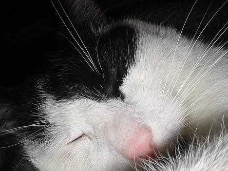 Blanding af racer Tor  - ZZZZZZZZ billede 5