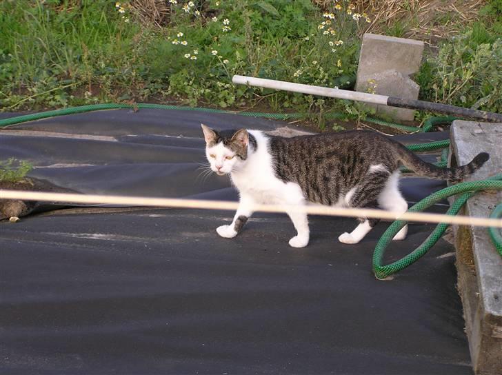 Huskat Crap - Crap i haven. billede 7