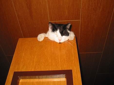 Blanding af racer Tor  - På køkkenskabet. billede 6