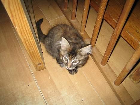 Maine Coon Malaika - Her er jeg ikke så gammel... billede 2