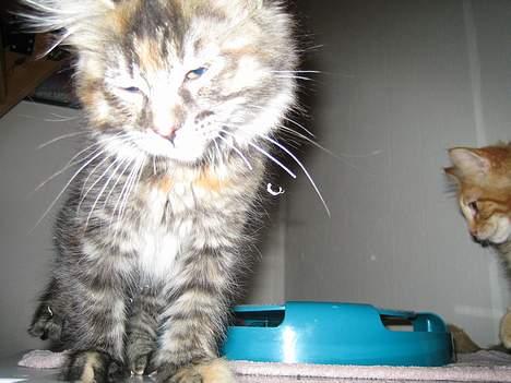Maine Coon Malaika - Hvad er det for noget - Vi spiser her billede 4