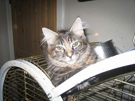 Maine Coon Malaika - Holder lige øje med papegøjerne, de siger sjove lyde... billede 5