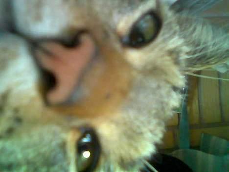 Huskat  * (¯`'PJÆVS'´¯) * - Close up! billede 1