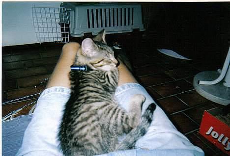 Huskat  * (¯`'PJÆVS'´¯) * - Her ligger man aller bedst billede 2