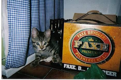 Huskat  * (¯`'PJÆVS'´¯) * - Her er jeg lige kommet hen til mit nye hjem, så jeg er lidt bange og savner min mor og søster. Godt at jeg har min gummimus. billede 4