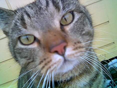 Huskat  * (¯`'PJÆVS'´¯) * - Så flot og stor er jeg pludselig blevet billede 6