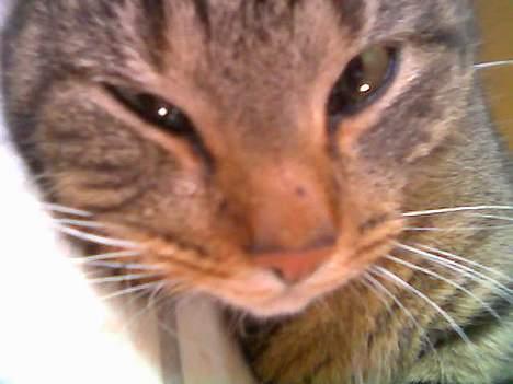 Huskat  * (¯`'PJÆVS'´¯) * - Min bedste posering (: billede 7