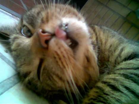 Huskat  * (¯`'PJÆVS'´¯) * - Eller måske er den her vinkel bedre? billede 8