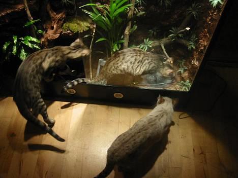 Bengal Bjarkke billede 20