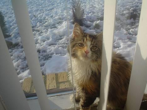 Blanding af racer Jasmin - Piv billede 1