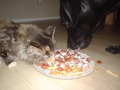 Blanding af racer Jasmin - Piv - Bare den ikke tager fejl af mig og maden????????!!!!!!!!! billede 2