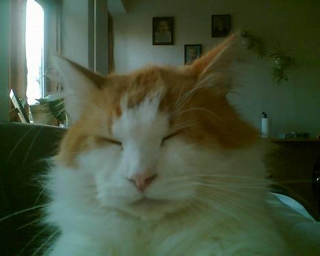 Blanding af racer Quark billede 1