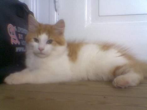 Blanding af racer Quark billede 2