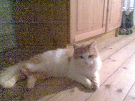 Blanding af racer Quark billede 3