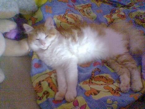 Blanding af racer Quark billede 4