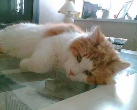 Blanding af racer Quark billede 5