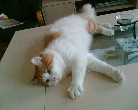 Blanding af racer Quark billede 6