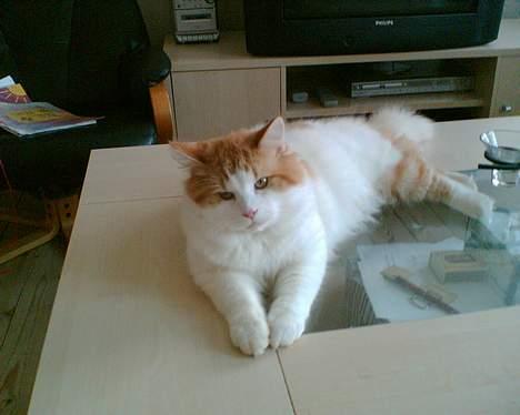 Blanding af racer Quark billede 7