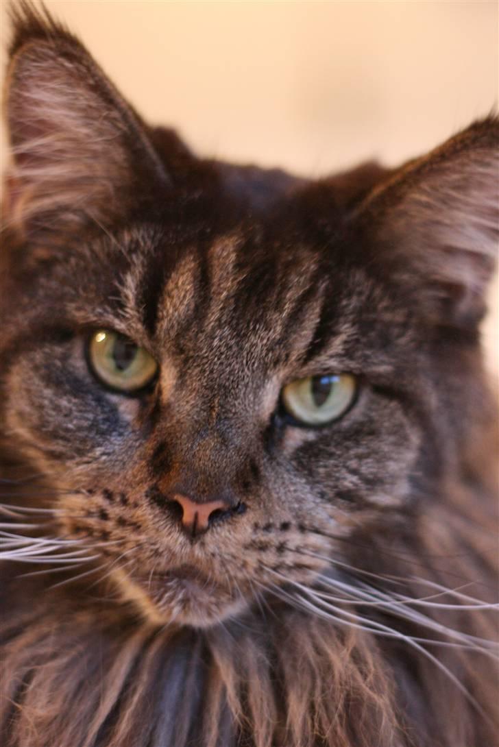 Maine Coon Diddi billede 4