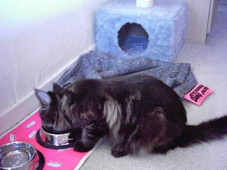 Maine Coon Diddi - "Ren guf.." billede 5