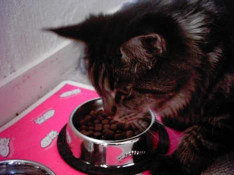 Maine Coon Diddi billede 6