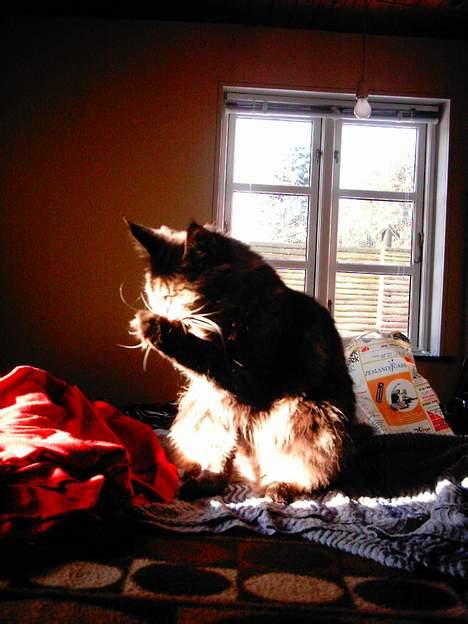 Maine Coon Diddi - Diddi elsker, at slikke solskin :o) billede 7