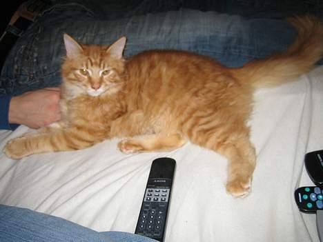 Maine Coon MarQius billede 11