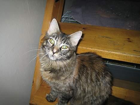 Maine Coon Malaika - Hey billede 10