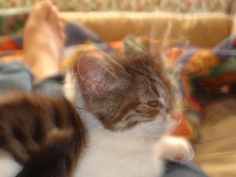 Blanding af racer skævben - et umidelbart uheldigt bilede, men jeg kan godt li den efekt som er i at det er taget netop som katten bevægede hovedet billede 1