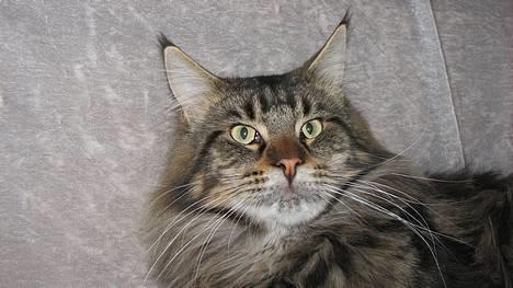 Maine Coon Lion Heart - *NYT* (Taget d. 6. april ´07) billede 1