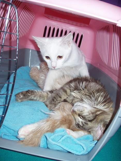 Maine Coon Lion Heart billede 2