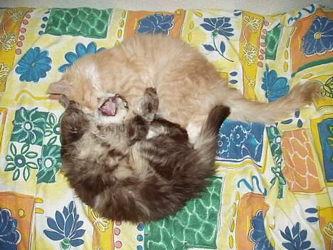 Maine Coon Lion Heart billede 3