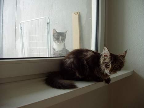 Maine Coon Lion Heart billede 4