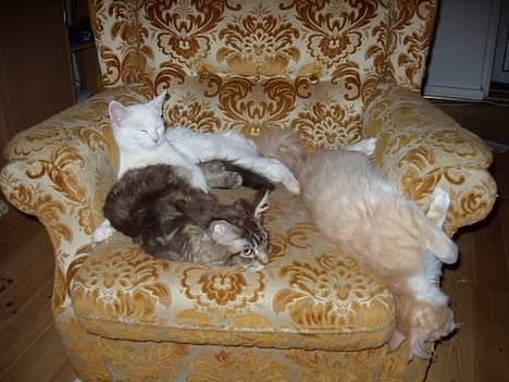 Maine Coon Lion Heart billede 5