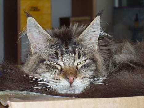 Maine Coon Lion Heart billede 6