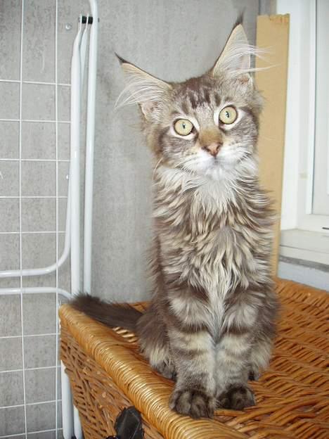 Maine Coon Lion Heart billede 8