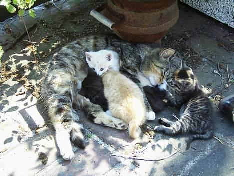 Blanding af racer Ganja - ganja misse-mor .. taget i foråret 2005 ,. billede 5