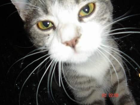 Huskat Katpige født. 21 / 6 - 05 - Hey.. Hvad er det der blinker.. billede 1