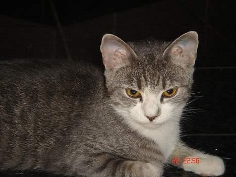 Huskat Katpige født. 21 / 6 - 05 - Jeg tænker.. billede 2