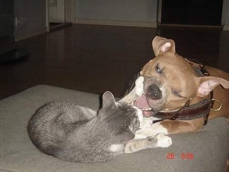 Huskat Katpige født. 21 / 6 - 05 - Mig og min store ´´lillesøster´´ billede 3