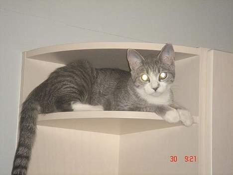 Huskat Katpige født. 21 / 6 - 05 - Her ligger jeg vist fint.. billede 4