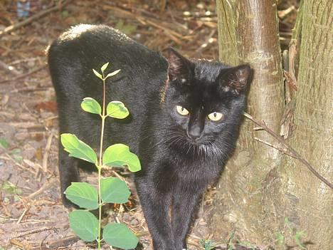 Blanding af racer Milo {Mislo} <'3 - Milo - den lille prinsesse :]<3 billede 1