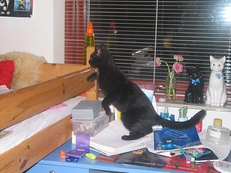 Blanding af racer Milo {Mislo} <'3 - ; svupsi (: <3 billede 2