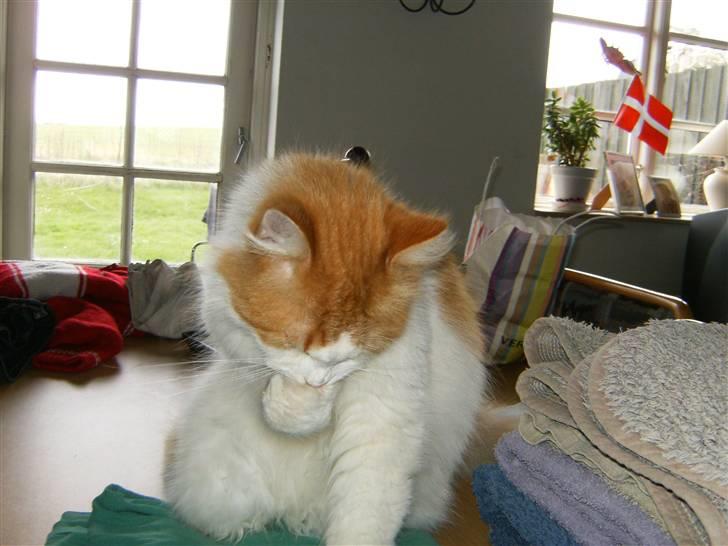 Blanding af racer Quark - nyt 28 okt billede 8