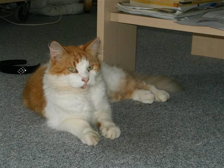 Blanding af racer Quark - nyt 28 okt billede 9