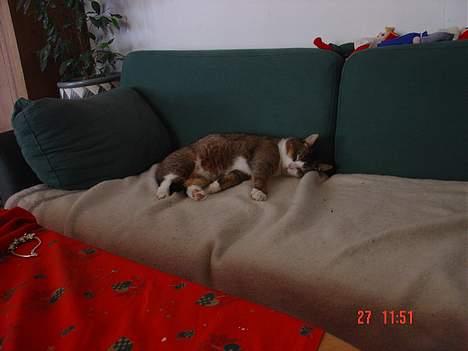 Huskat <3Prince Charming<3 DØD - Snork d; billede 14