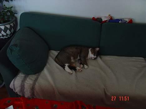 Huskat <3Prince Charming<3 DØD - elskede misser <3 billede 15